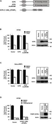 ICP6 Prevents RIP1 Activation to Hinder Necroptosis Signaling